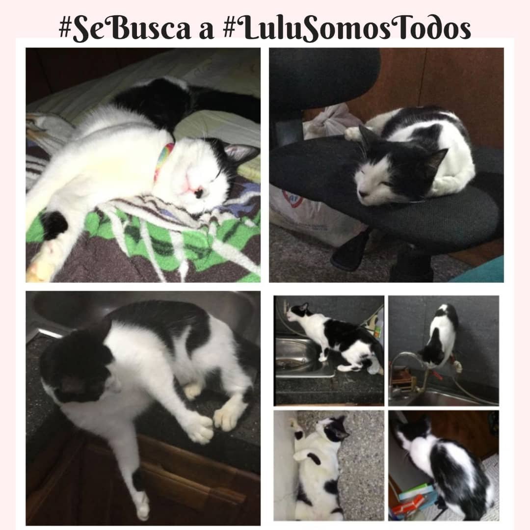 #11Abr. #LaHoraX de #LuluSomosTodos. Safari #Carabobo, 👁️, #SeBusca a Lulú, observa, ubícala y Llama! al 0412 0337999 (WhatsApp). O por DM, <a href="/NuriTrejo/">Nutrecajo</a> en X. Recompensa. Discreción. #Seguimos... #EncuentraALulu. #DevuelvanALulu.