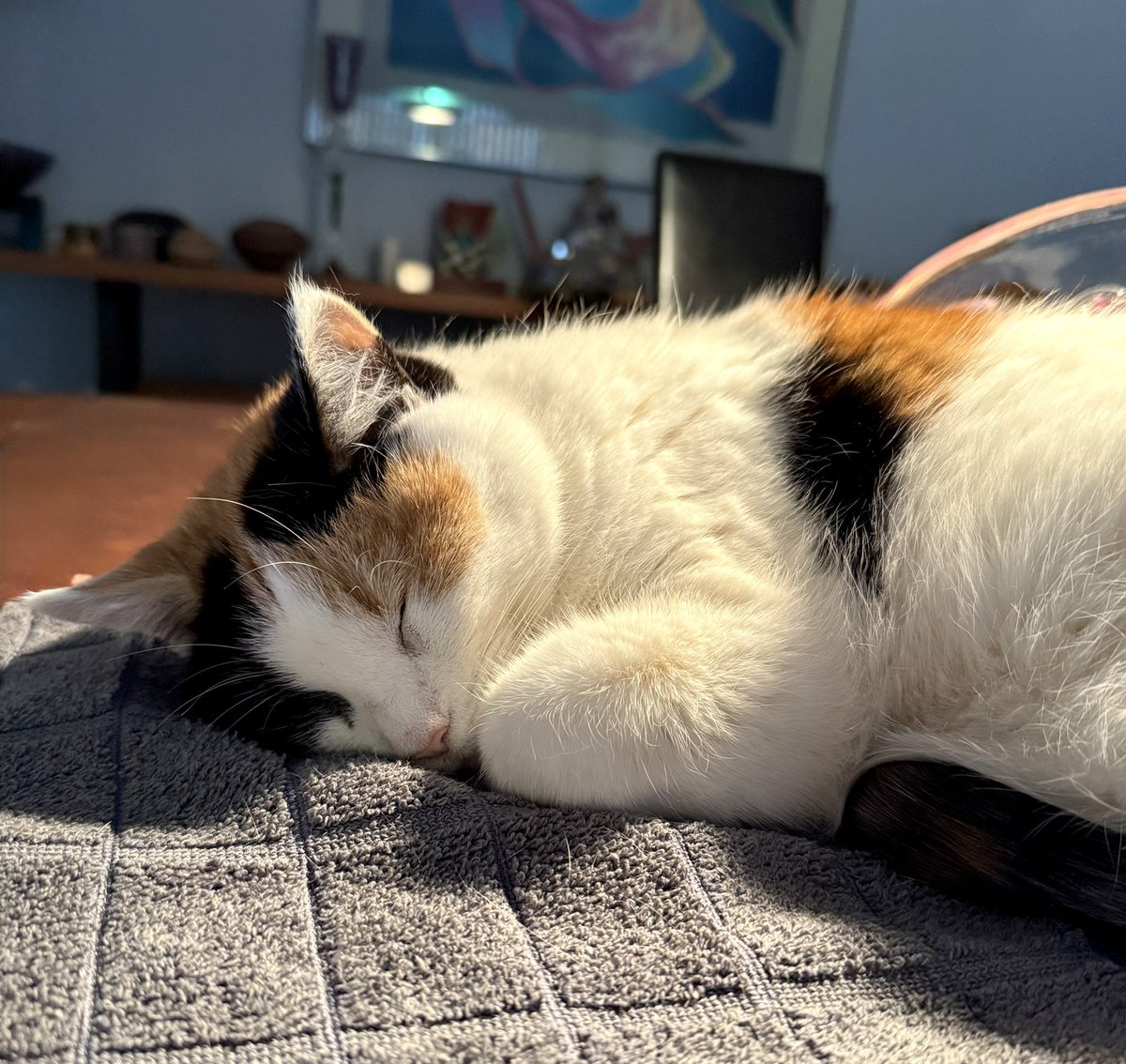 Susan Sanders 🇺🇦🇺🇸🐈🧑🏻‍🦳 tweet media