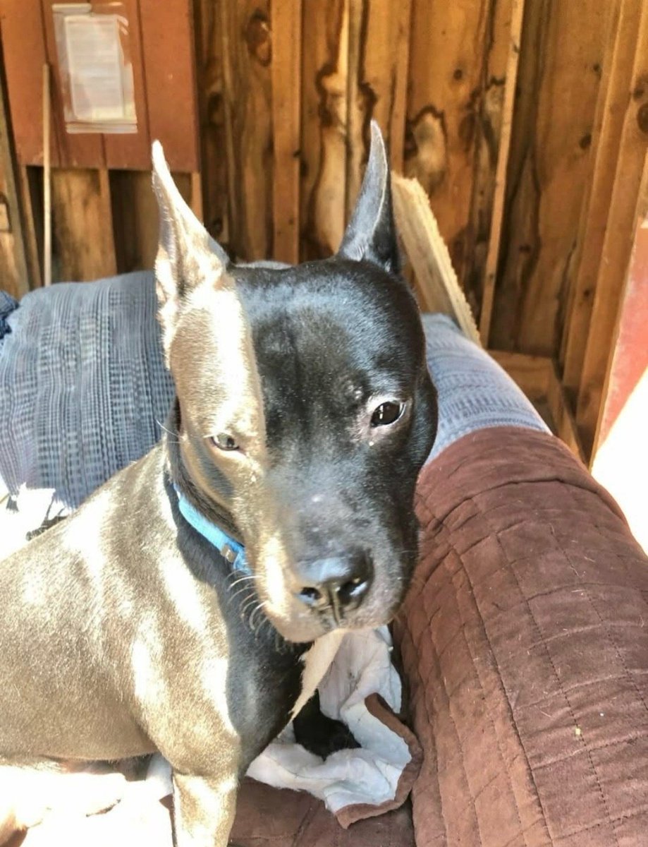 TAPNYACC's tweet image. #SaturdayCelebrations
Raisinet #244150 was rescued 🥳
#Ready4Rescue
 Thank u + yr Foster💕

We couldn't do it without all of u💖
Every #Share, Every #PledgeForRescue 

Donations Welcom
readyforrescue.org/home