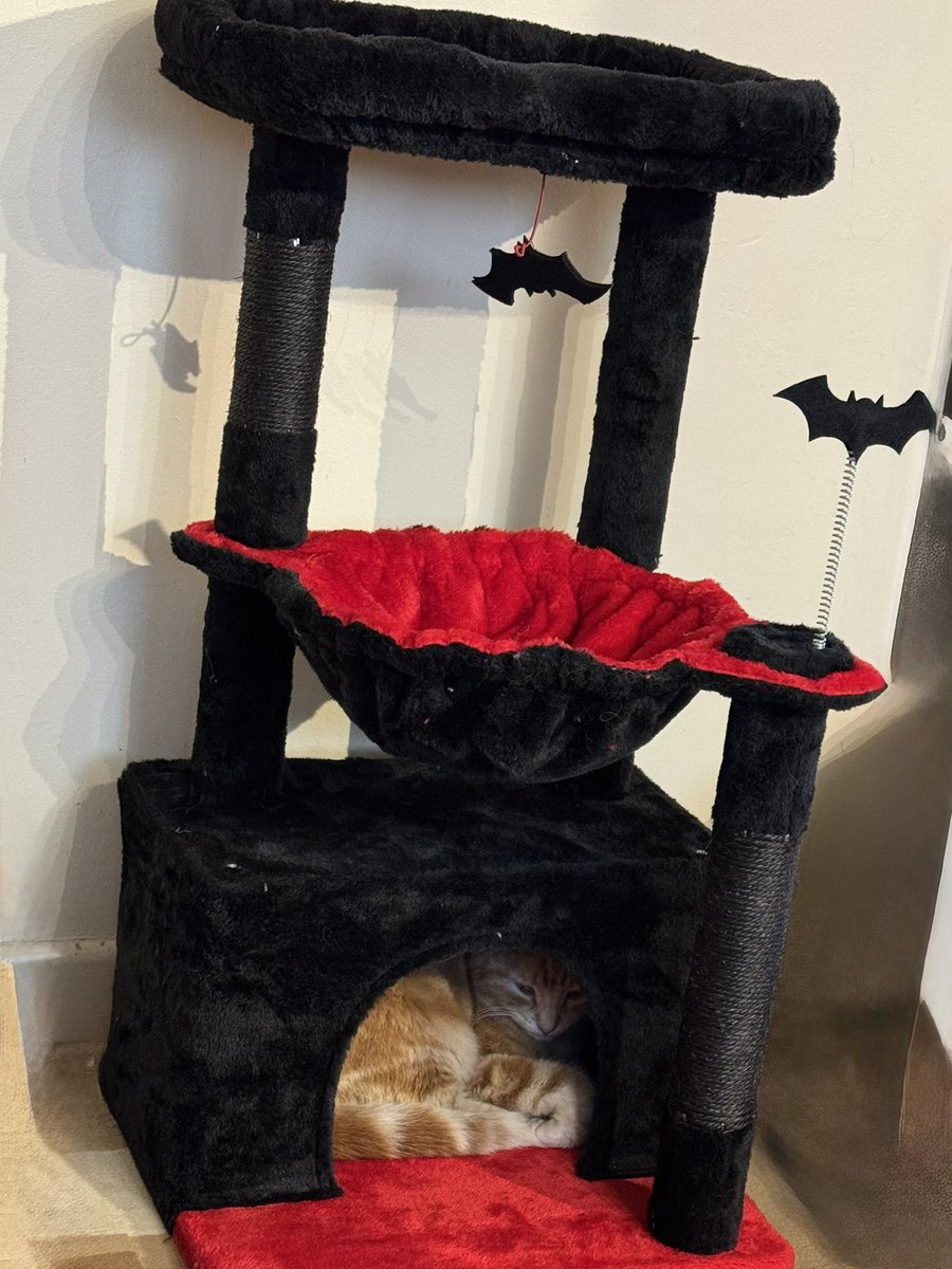 SuHarvey17's tweet photo. @TheStourbridge Freyja is the supreme ruler of the Tower of Doom! https://t.co/UpshlWpRPZ