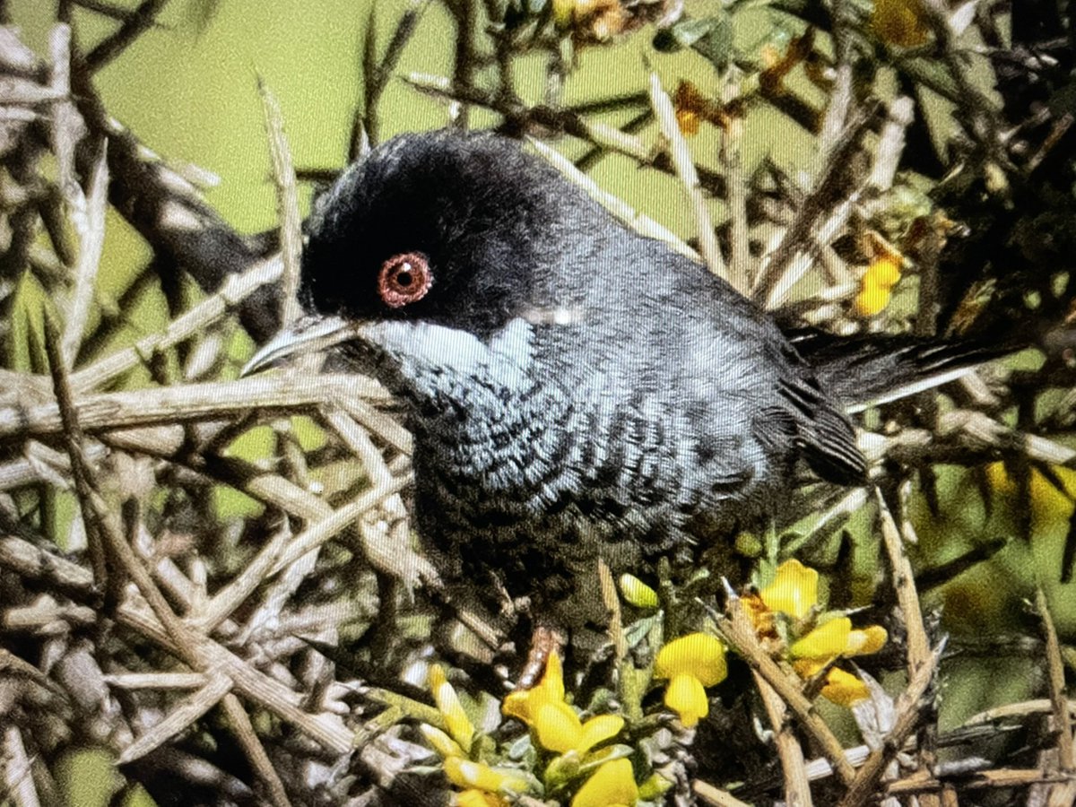Birding Abroad tweet media