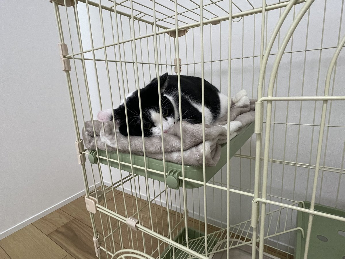 会長_スネークショット被害者の会 tweet media