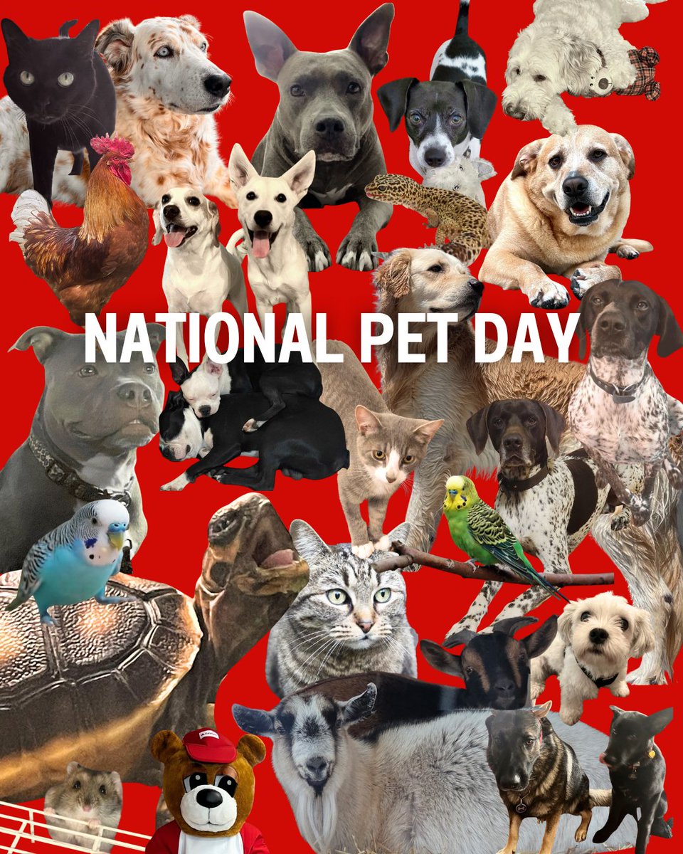 AgentCraigDew's tweet photo. It’s National Pet Day! We’re celebrating the pets in our team’s families—from dogs and cats to birds and more. Pets are family, and some auto policies can help cover them if injured in an accident. We also offer pet insurance options!  Questions?  Give us a call! #NationalPetDay https://t.co/SrHXKToCRA