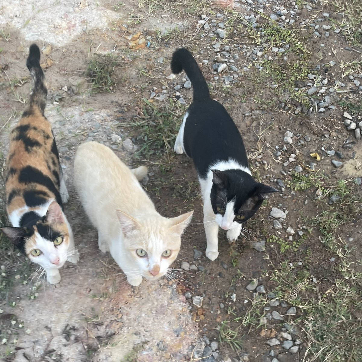 frances, tweet media