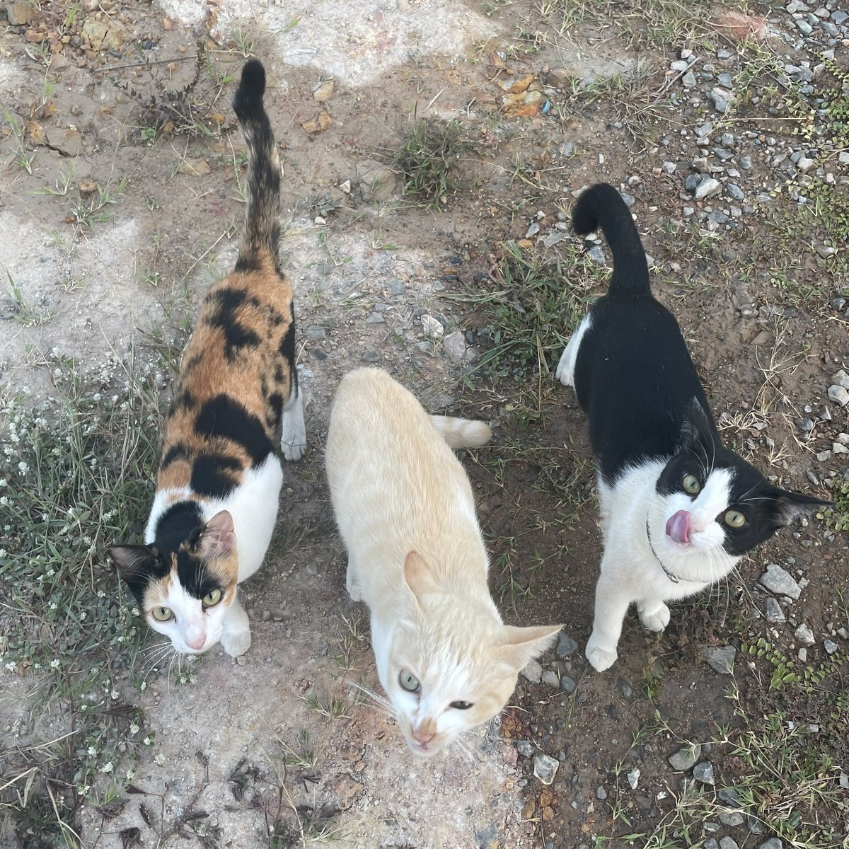 frances, tweet media