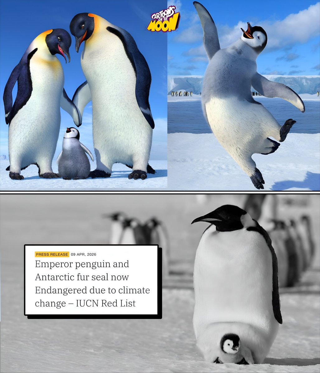 Tristemente, el pingüino emperador ha sido declarado en peligro de extinción por la IUCN.