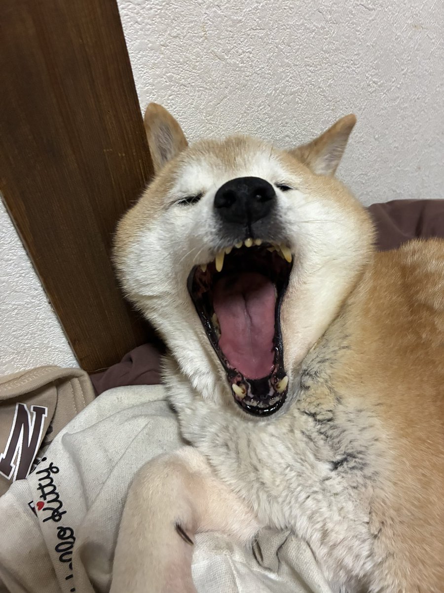 ろはちゃん🍺🖤 tweet media