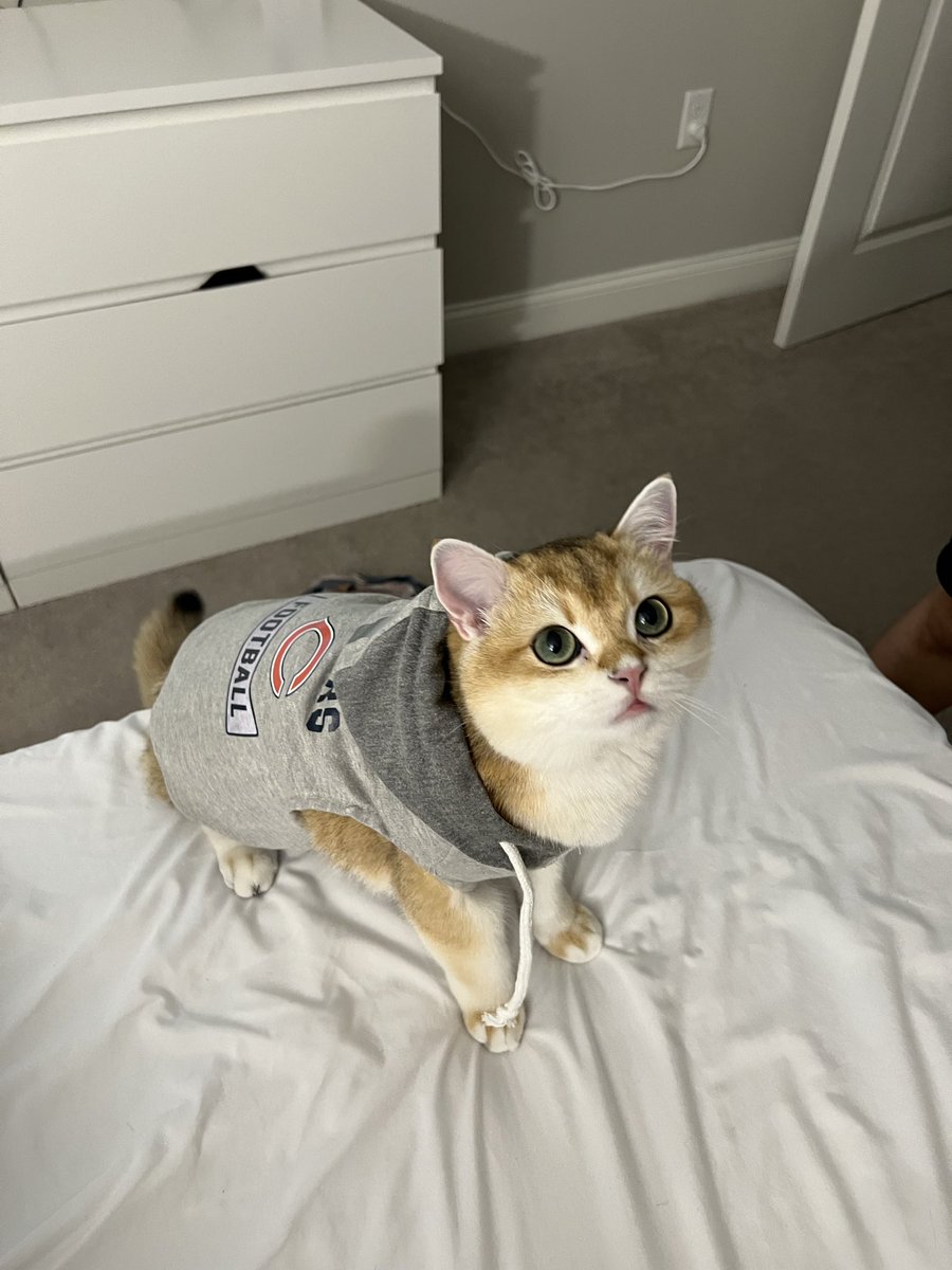 JustinKheng's tweet photo. @ChicagoBears 🐻🐈 https://t.co/OSFnsDBZCC