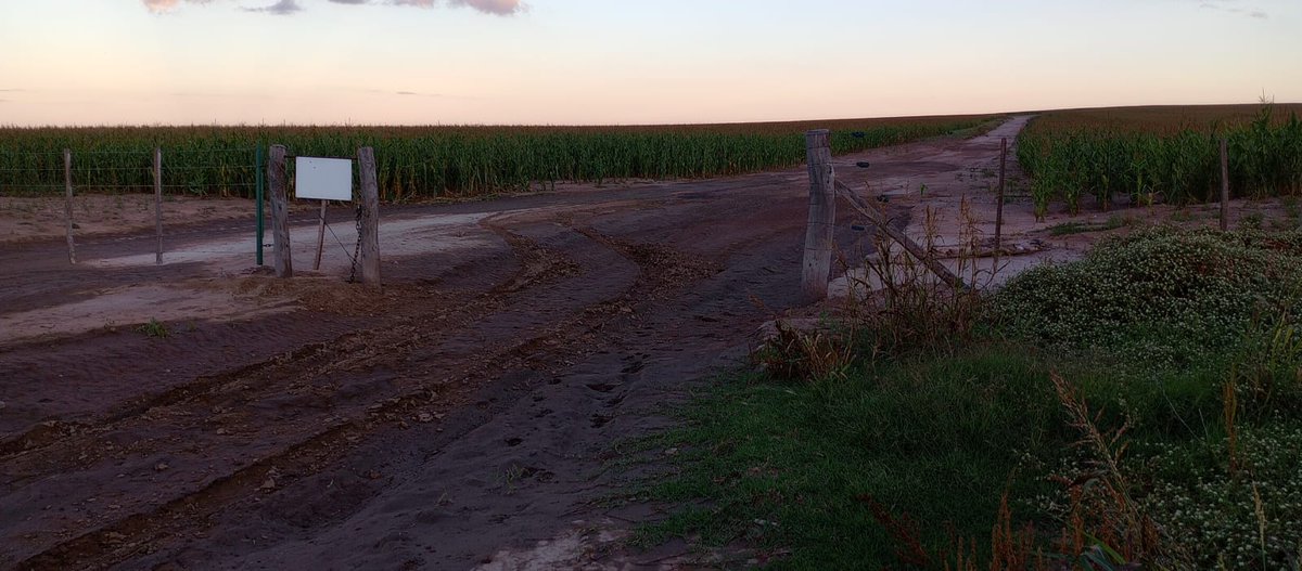 Nicolás RIOS CENTENO tweet media