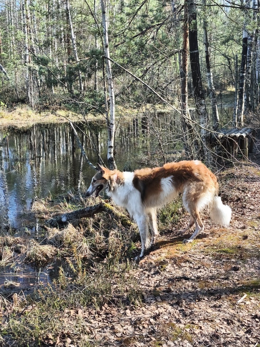трагическая эротика товарища твирина tweet media