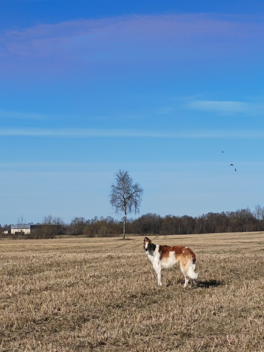трагическая эротика товарища твирина tweet media