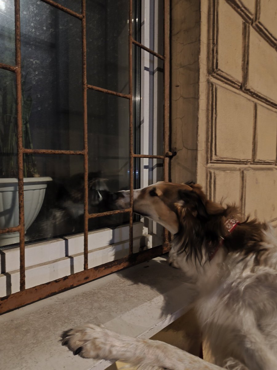 трагическая эротика товарища твирина tweet media