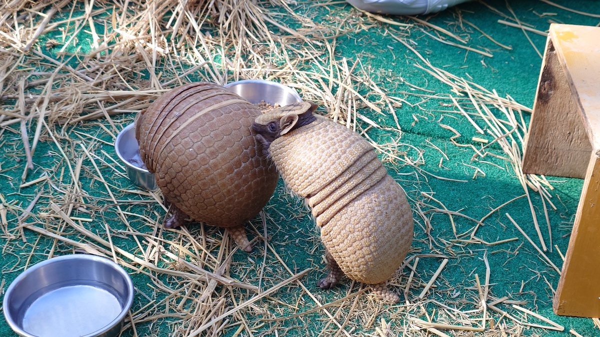 williamsfw14's tweet photo. アルマジロの入園式よかったです！物怖じしないよい子に育ってますね！
#茶臼山動物園
#春の動物園まつり
#ミツオビアルマジロ https://t.co/Ot1aZLcajg