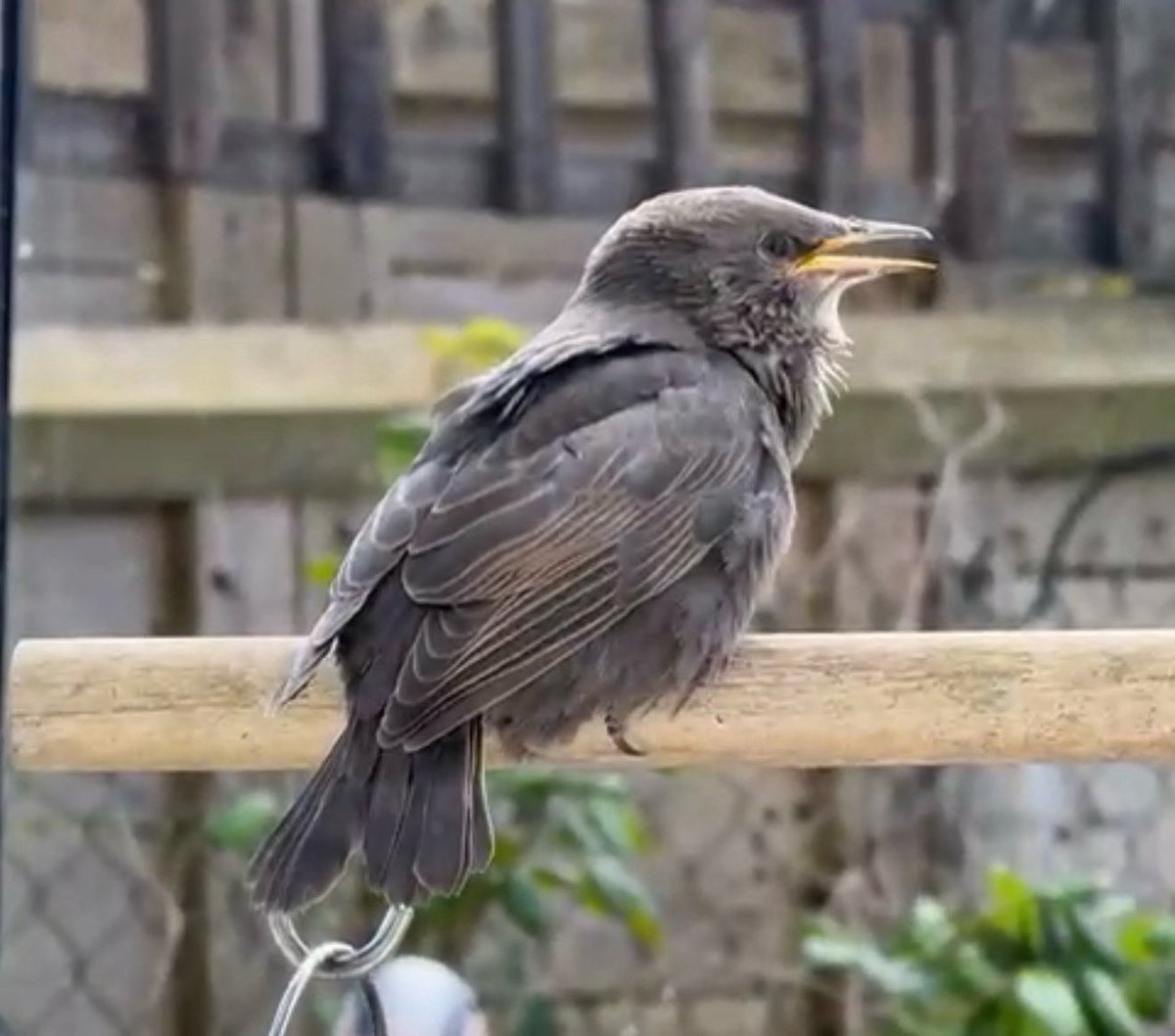 It’s started ! Here comes the noise 🤣🤣🤣