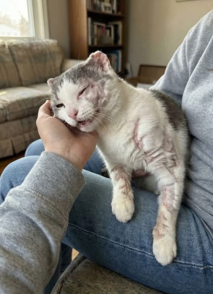 Elena Chávez tweet media