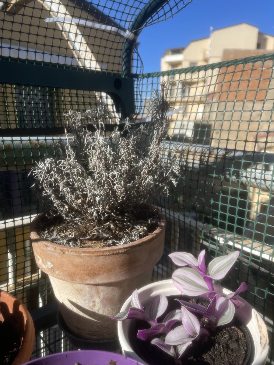 Inhuman 🥀 tweet media