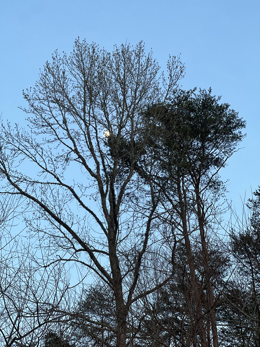 RPRascal tweet media