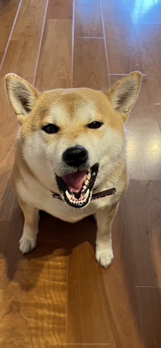 あうあう tweet media