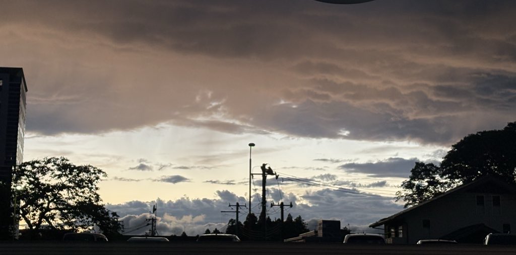 頭のおかしい鳩、 tweet media