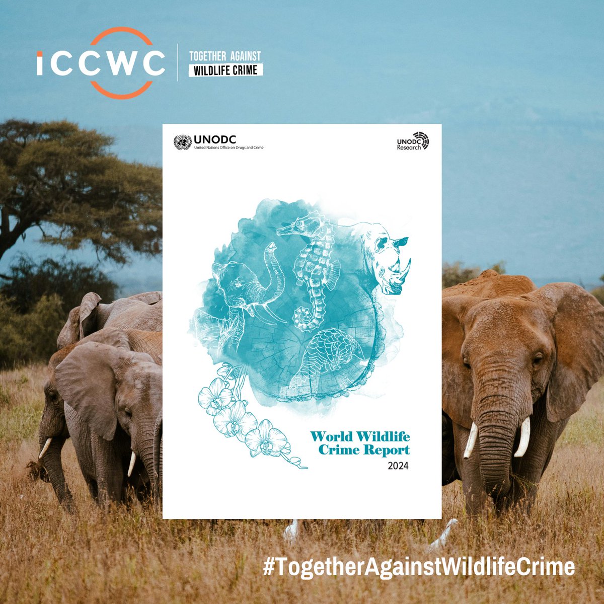 ICCWC tweet media