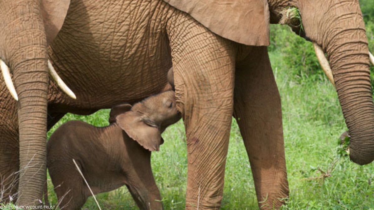 Sheldrick Wildlife Trust tweet media