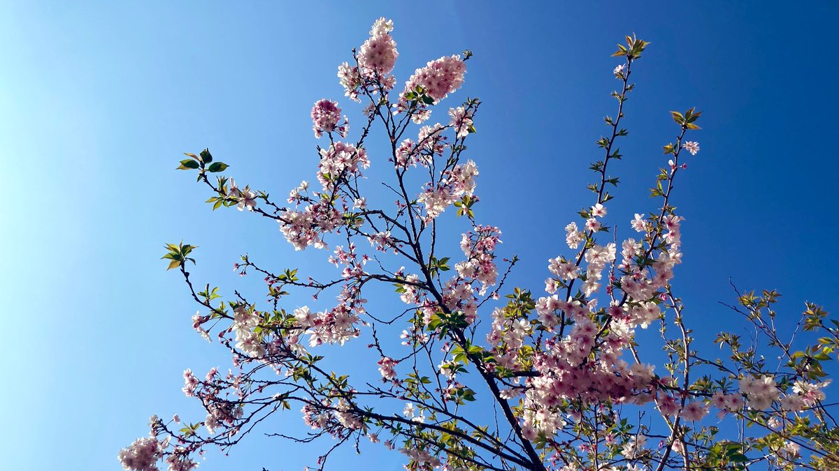 マル♭ tweet media