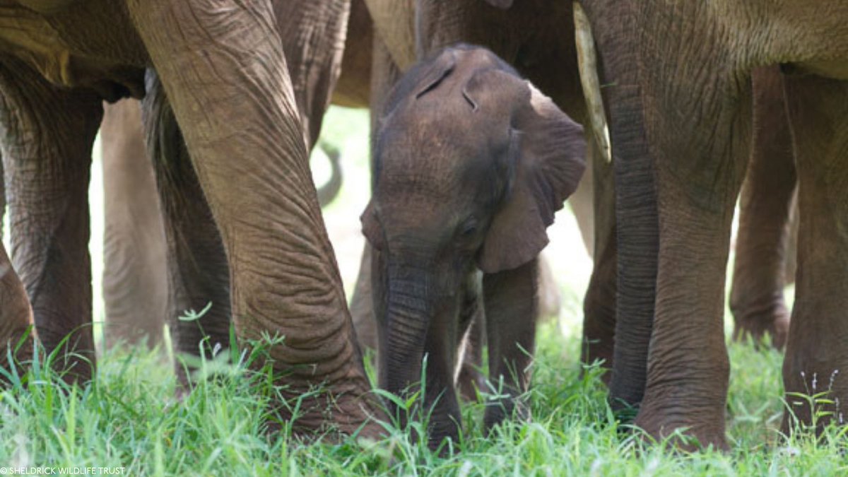 Sheldrick Wildlife Trust tweet media