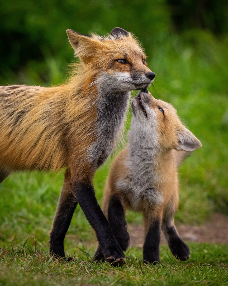 Nateinthewild | Nate Luebbe tweet media