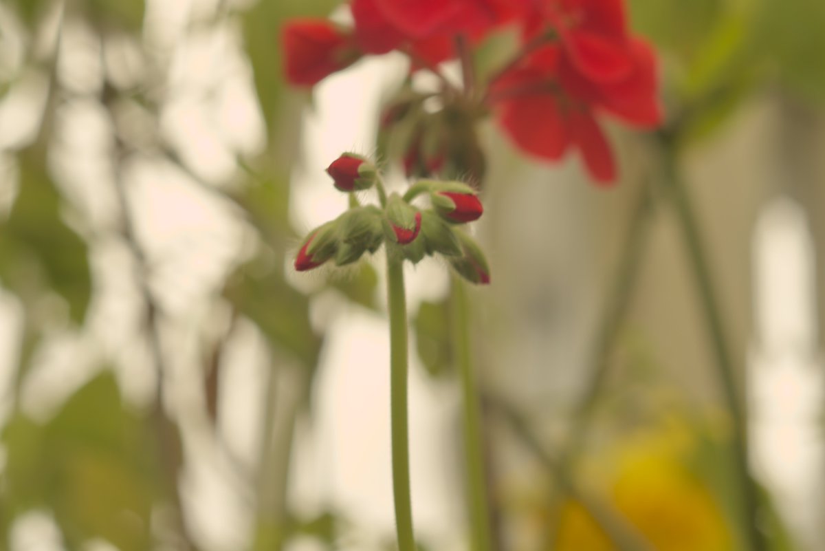 ChrisGam739's tweet photo. More recent photos @SonyAlpha #sonyzve10
#vintagelens
#pentacon
#50mm
#pentacon50mm https://t.co/CEh5cHGHl8