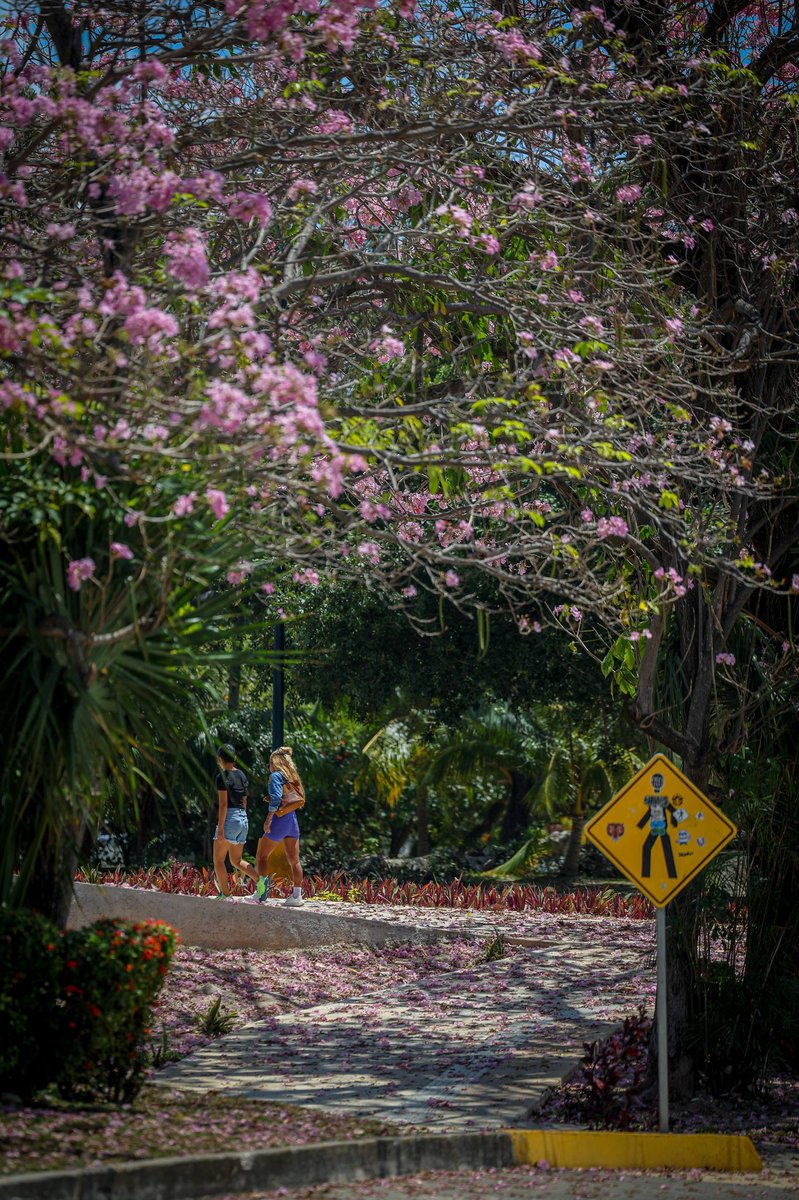 🌸 ¡Cancún se está pintando de color con nuestros hermosos maculís!

Sus flores están llenando nuestras calles con paisajes para admirar y fotografiar. 📸

Comparte en comentarios tus mejores fotos de los maculís y llenemos este espacio con su belleza. ✨