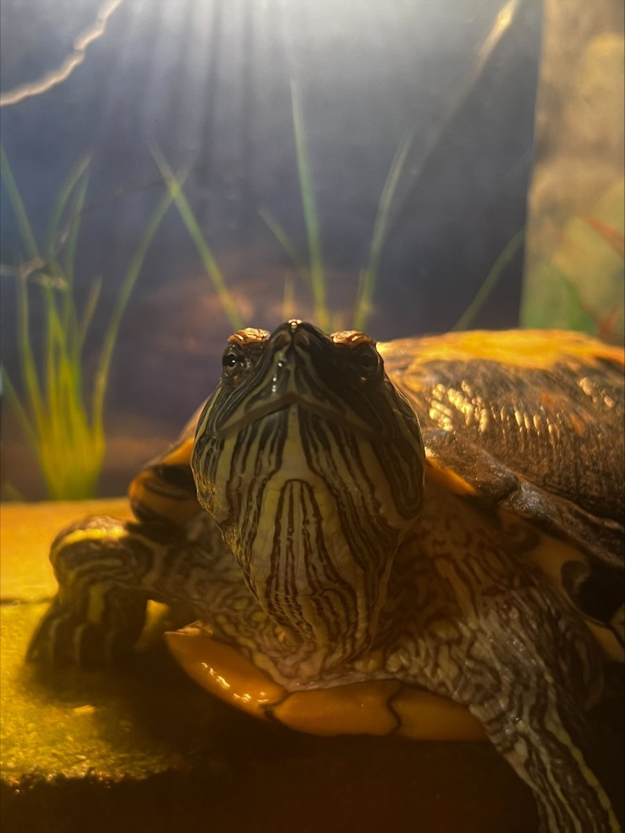Happy National Pet Day from the furry (and turtle) members of my team! As co-chair of the Animal Protection Caucus, I know what important members of our families pets really are.