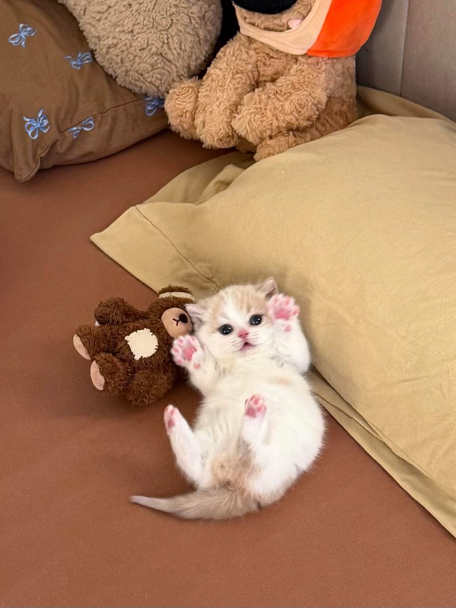 Lyrics Lab tweet media