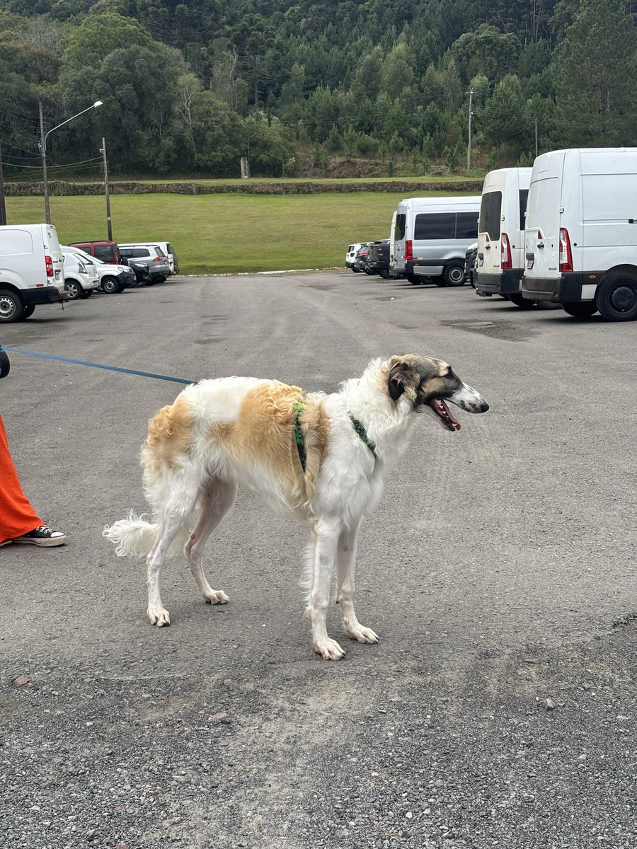 egoboy auratico tweet media