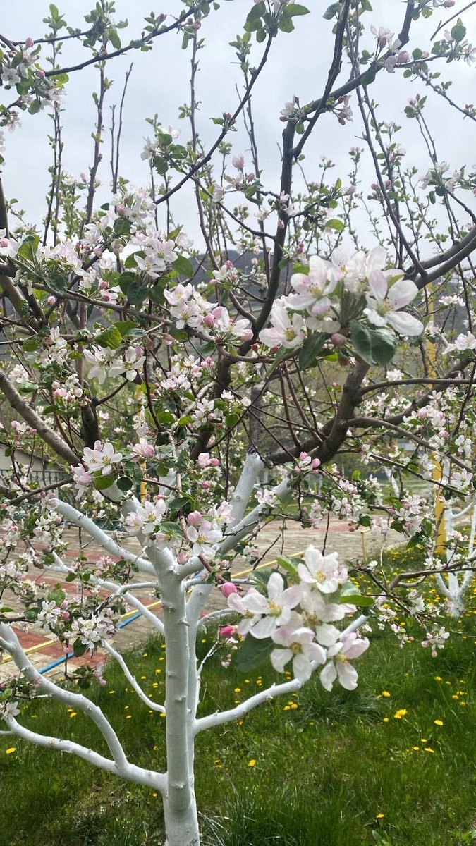 Based Elnen tweet media