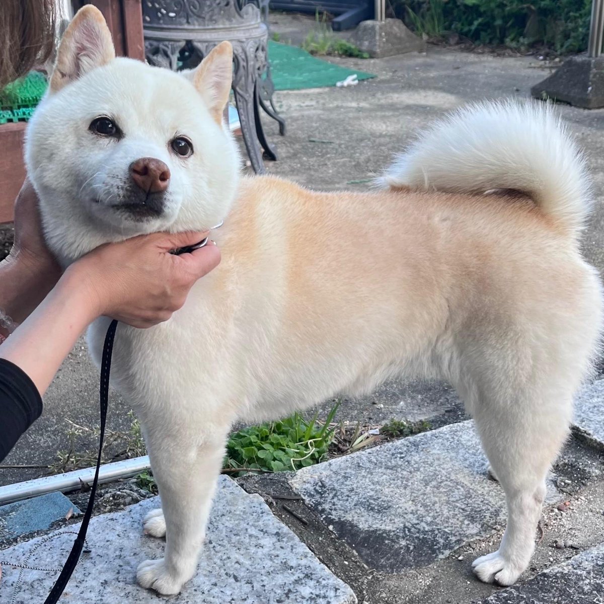 🏠 保護犬情報 - 愛知県 みよし市

愛知県 みよし市で犬が保護されています。
飼い主さんはこちらをご確認ください👇
lostpet.jp/51046

※画像はlostpet.jpより
#迷子犬 #拡散希望 #愛知県 #みよし市