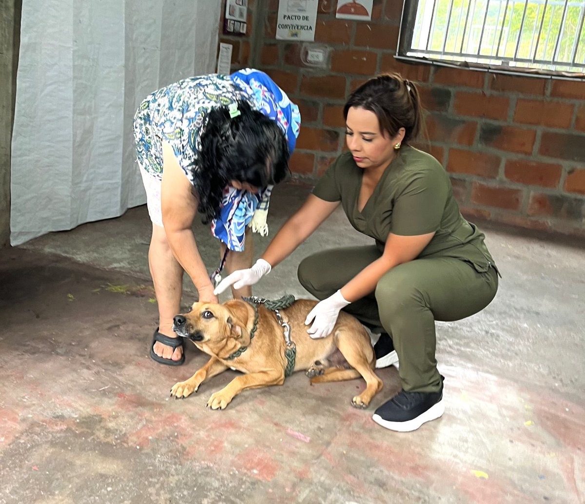 OscaravBga's tweet photo. Acompañamos a la comunidad del barrio Claveriano del Norte en una jornada de desparasitación de sus animalitos, brindando también orientación psicológica y jurídica.
Seguimos trabajando por el bienestar integral de las familias y sus mascotas 🐾 https://t.co/PkjpxbOoRc