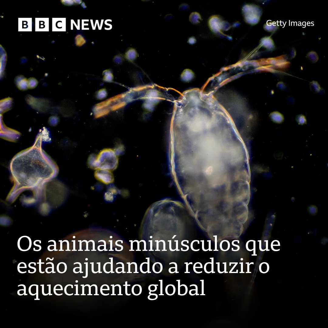 BBC News Brasil tweet media