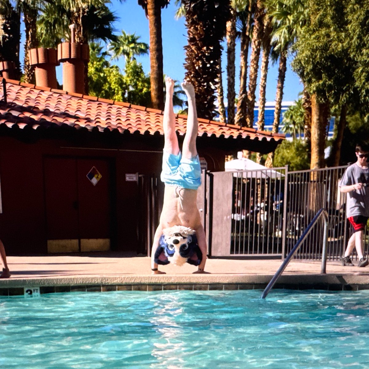 Milo The Chaos Husky tweet media