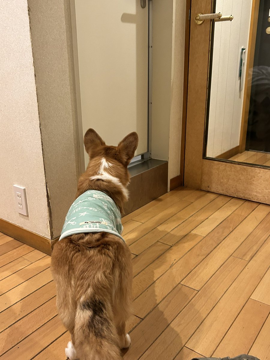corgi_ridill's tweet photo. 初めて犬同伴ホテルにお泊まりです。
シャワーの音が気になるみたいです。
福岡→神戸まで長距離ドライブ、パパもリディルもお疲れさまでした。
#コーギー
#コーギーのいる暮らし https://t.co/n705wLrIai
