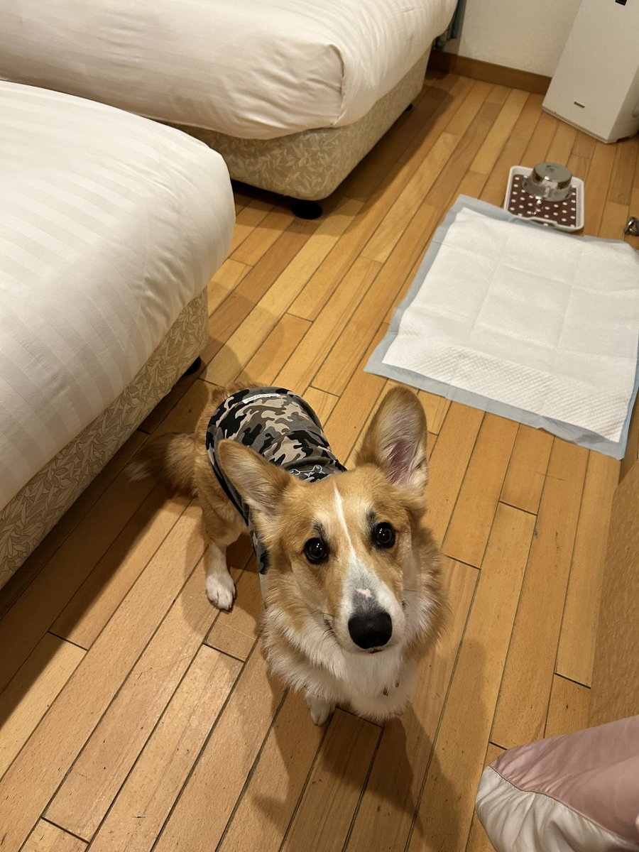 corgi_ridill's tweet photo. 初めて犬同伴ホテルにお泊まりです。
シャワーの音が気になるみたいです。
福岡→神戸まで長距離ドライブ、パパもリディルもお疲れさまでした。
#コーギー
#コーギーのいる暮らし https://t.co/n705wLrIai