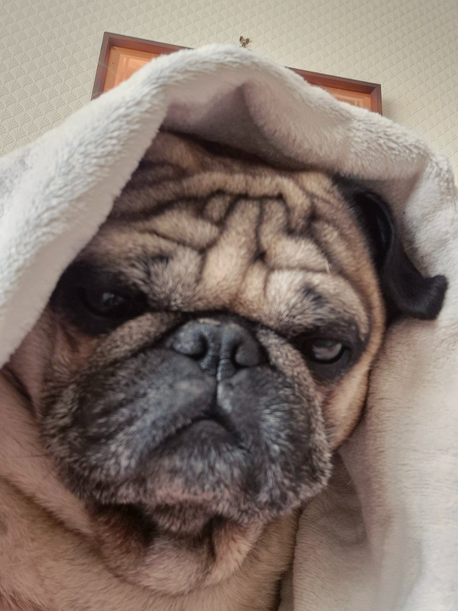 Molly and Hugo In memory of Bailey & Dulcie tweet media