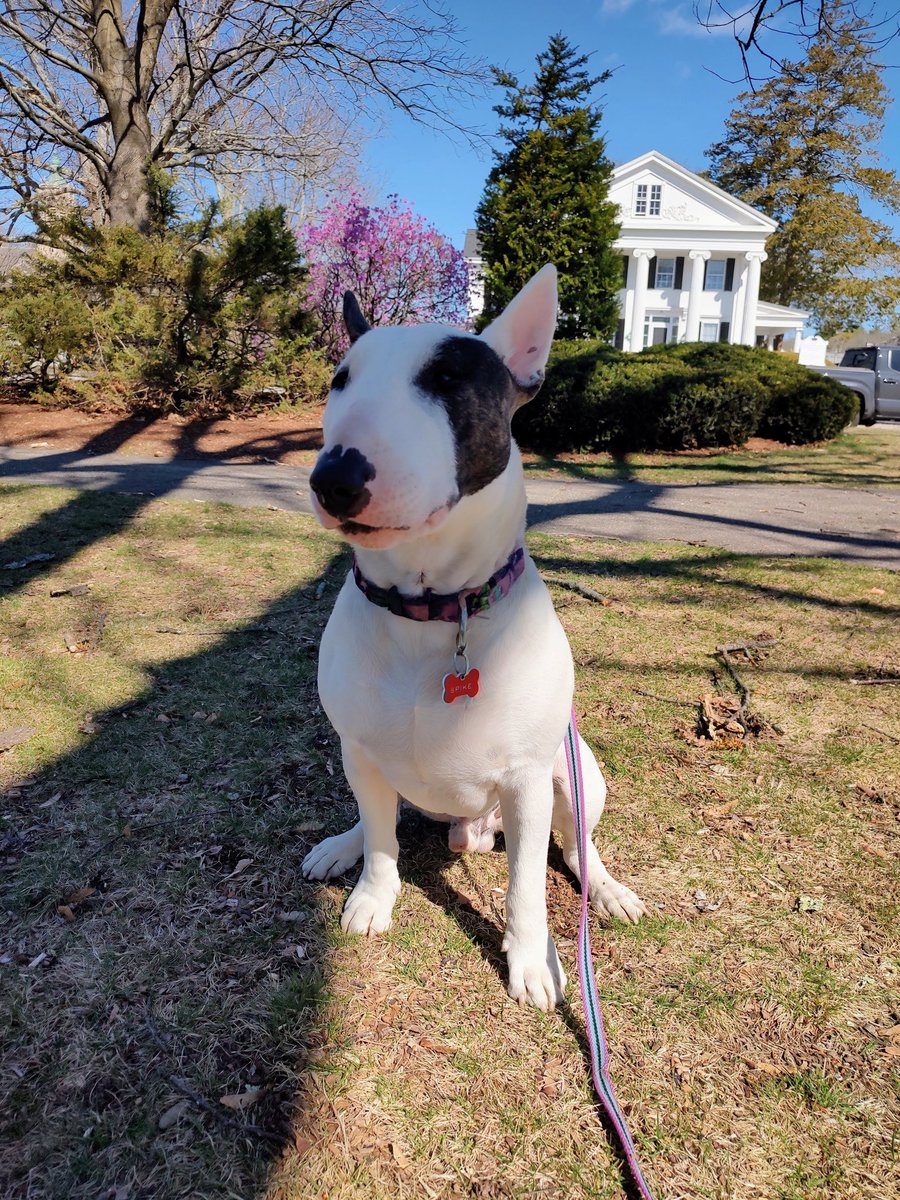 rexthetvterrier's tweet image. #Spring has sprung.  Things are blooming, the grass is turning green and it's a beautiful #Saturday
#Spike  #SpikesSpots #Dogs