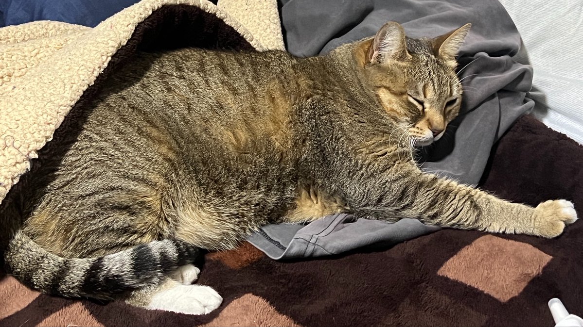 Angel Roman tweet media