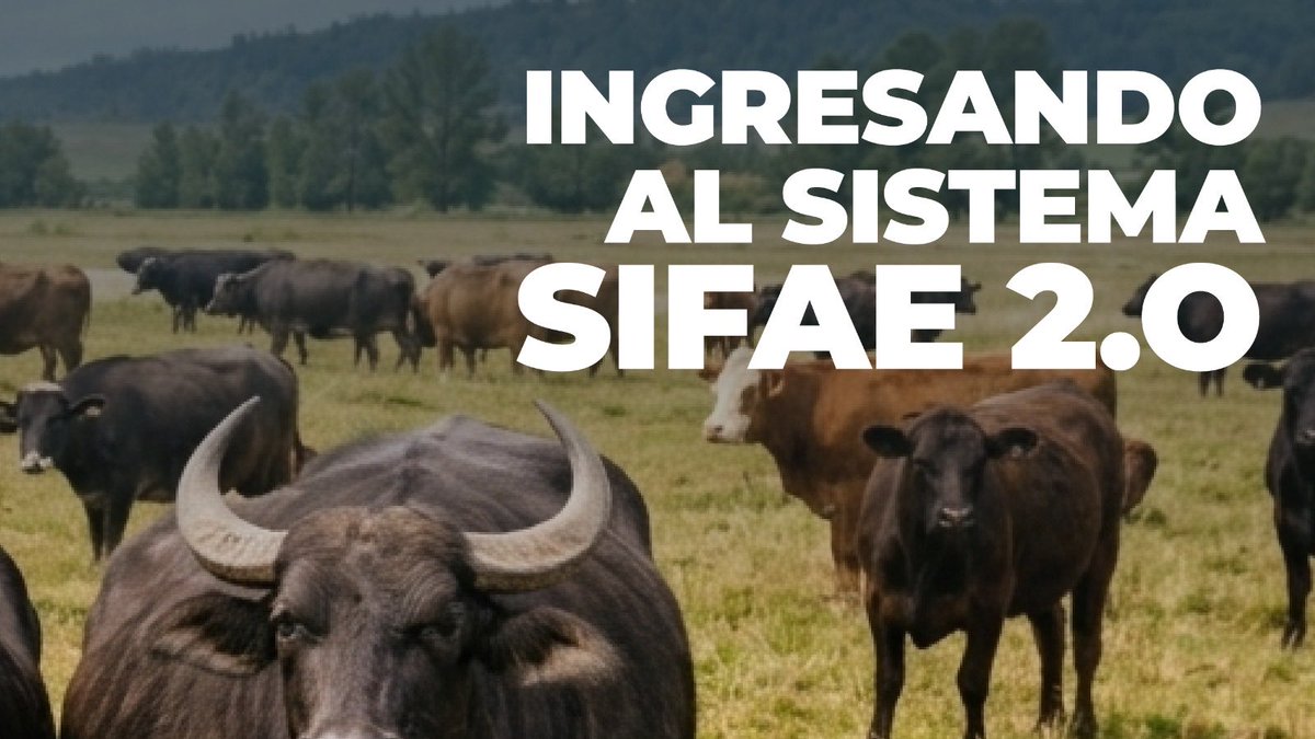 AgrocalidadEC's tweet photo. 📉 ¿Sabías que puedes registrar bajas de tu ganado de forma rápida? 🐄

Hazlo fácilmente en el #SIFAE y mantén tu información actualizada.
🎥 Mira el tutorial completo en nuestro canal de YouTube ⬇️

https://t.co/pnorhmph93 https://t.co/eHzTA4SH2q