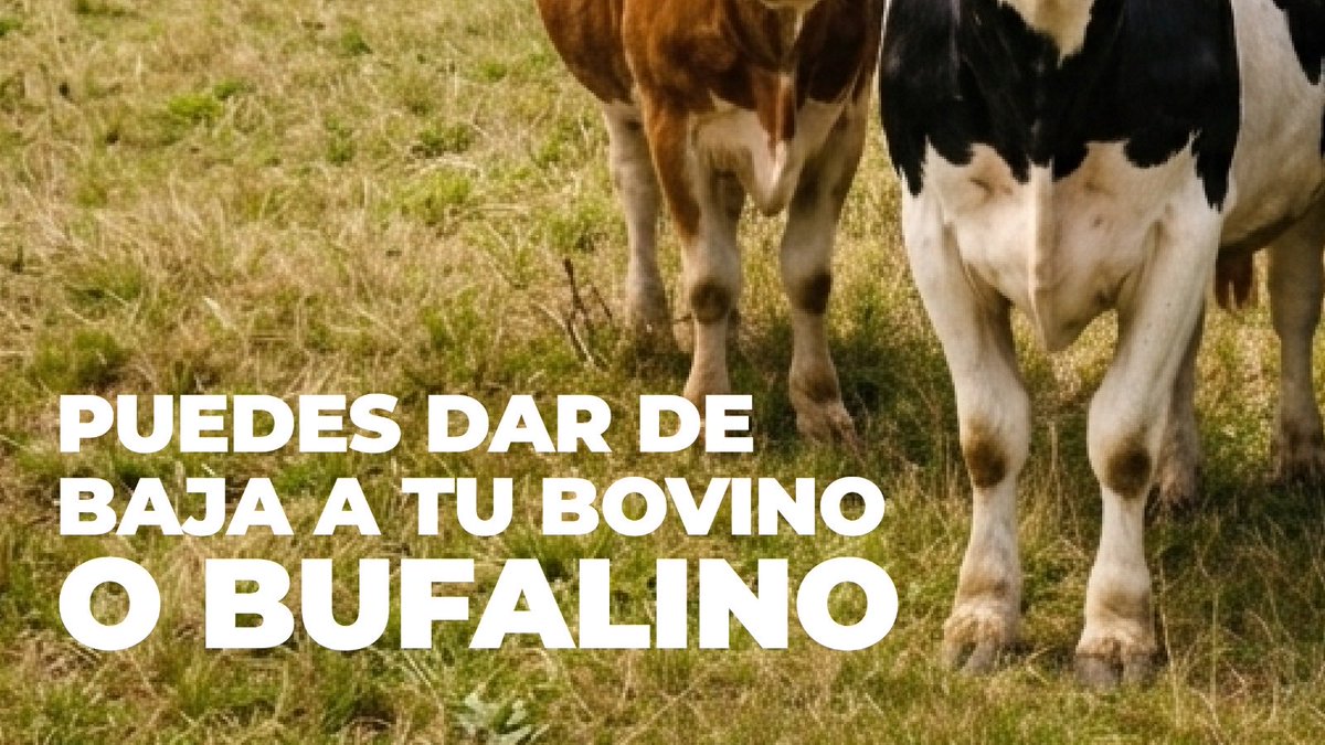 AgrocalidadEC's tweet photo. 📉 ¿Sabías que puedes registrar bajas de tu ganado de forma rápida? 🐄

Hazlo fácilmente en el #SIFAE y mantén tu información actualizada.
🎥 Mira el tutorial completo en nuestro canal de YouTube ⬇️

https://t.co/pnorhmph93 https://t.co/eHzTA4SH2q