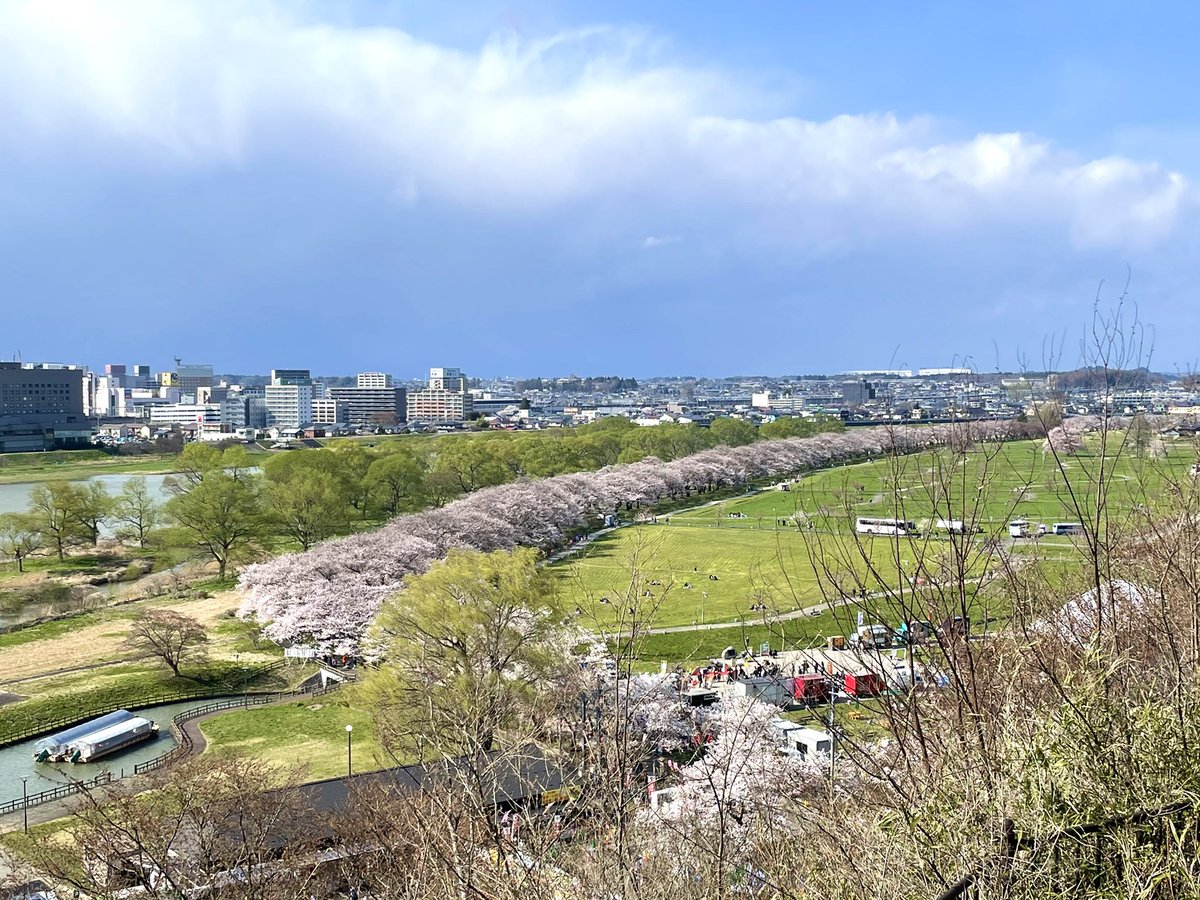 weikichi75's tweet photo. 北上展勝地の長大な桜並木を空撮…ではなく、陣ヶ丘からの眺望です。
控えめに言って絶景でした。まさに終わりが見えないほどの桜並木。
ガイドブックでよく見かける風景、ここからの眺めだったんですね。
#岩手　#北上展勝地　#陣ヶ丘 https://t.co/FnUftJro75