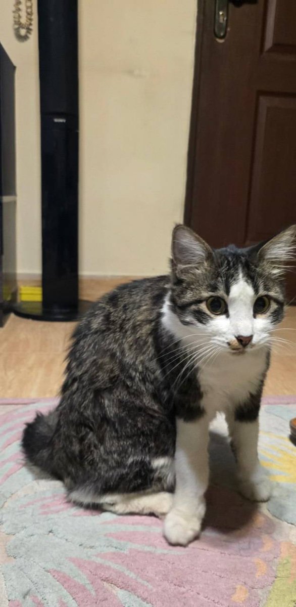 ژن پوک tweet media