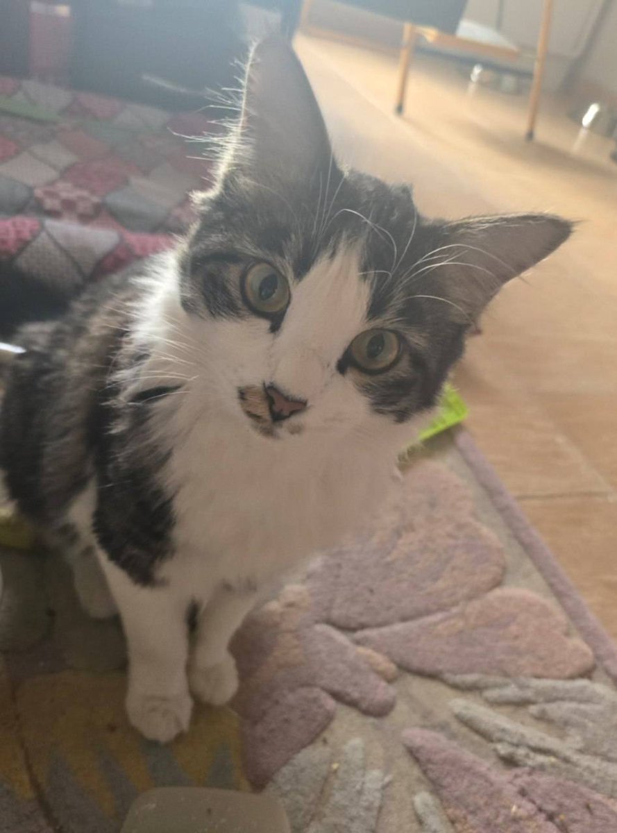 ژن پوک tweet media