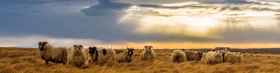 A great book, but with flaws. More African folktale than Marvel universe, in my opinion, but that's a good thing. This is my review of Black Leopard, Red Wolf by Marlon James.
#BookReview #fantasy #literary

gabrieldavidhu.com/review-of-blac…
