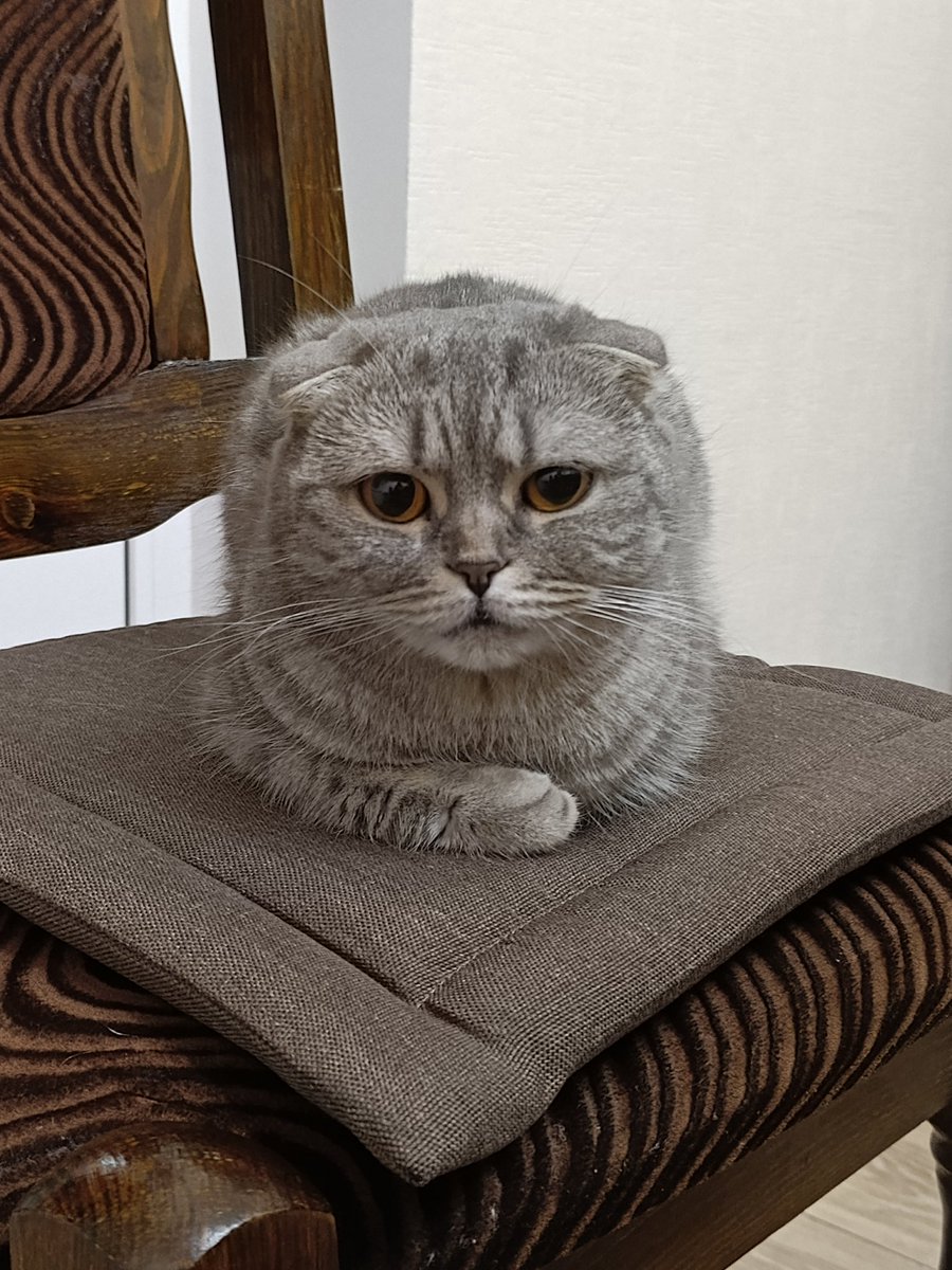 😼Modesto😼 tweet media